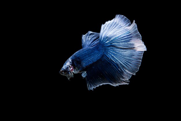 Beau poisson coloré de betta siamois