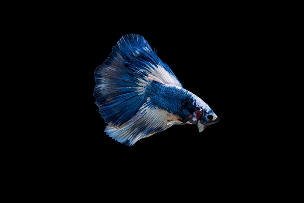 Beau poisson coloré de betta siamois