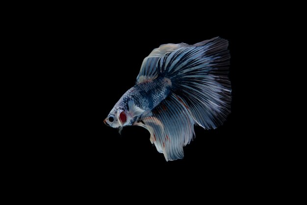 Beau poisson coloré de betta siamois