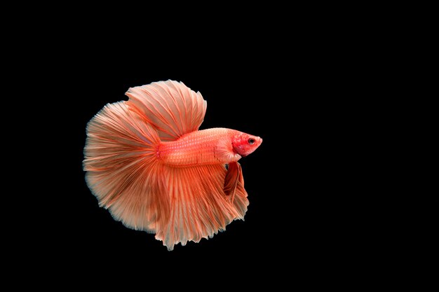 Beau poisson coloré de betta siamois