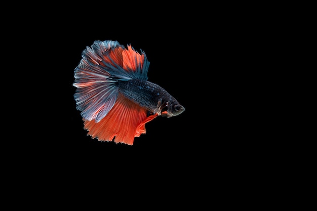 Beau poisson coloré de betta siamois