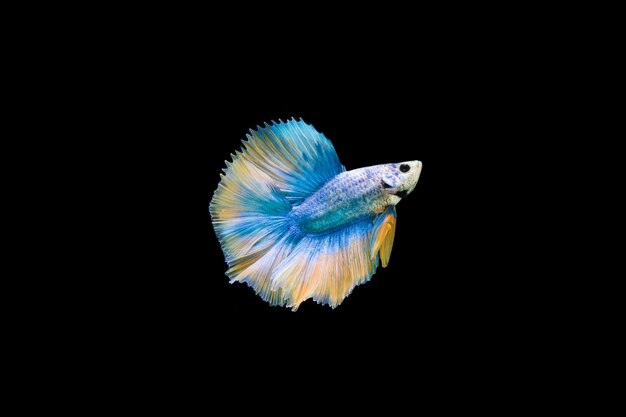 Beau poisson coloré de betta siamois