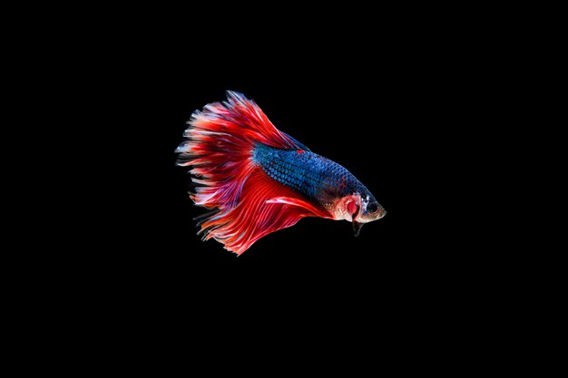 Beau poisson coloré de betta siamois