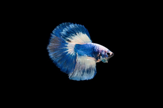 Photo gratuite beau poisson coloré de betta siamois