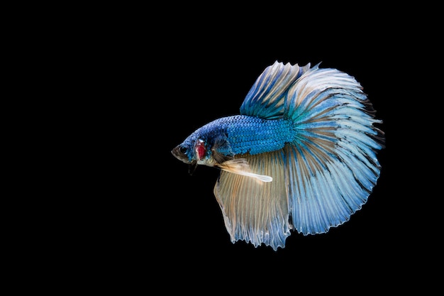 Beau poisson coloré de betta siamois