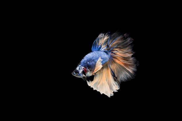 Photo gratuite beau poisson coloré de betta siamois