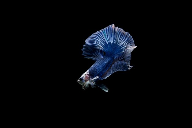 Beau poisson coloré de betta siamois