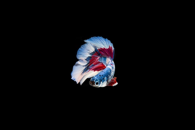 Beau poisson coloré de betta siamois