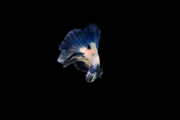 Photo gratuite beau poisson coloré de betta siamois