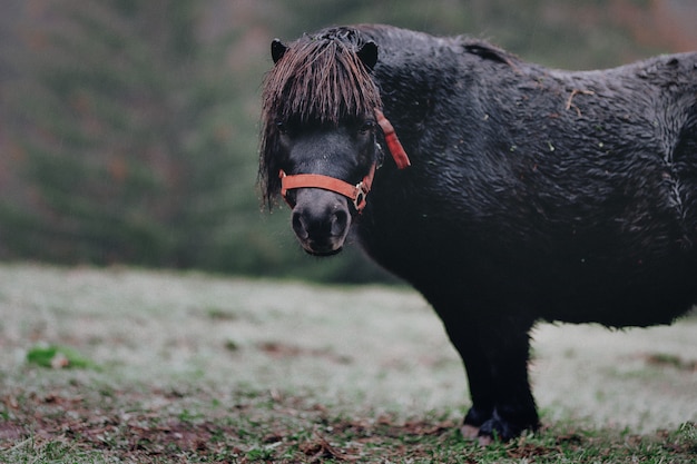 Photo gratuite beau poney noir sur l'herbe