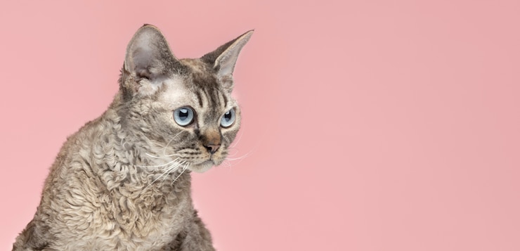 Photo gratuit beau portrait d'animal de compagnie de chat