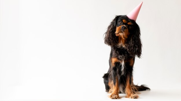 Beau portrait d'animal familier de chien d'épagneul de jouet anglais