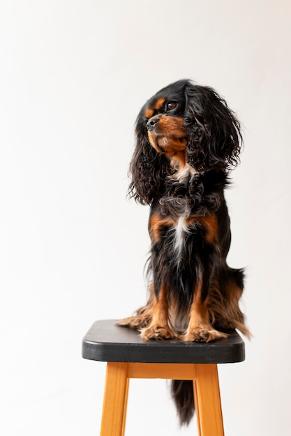 Photo gratuite beau portrait d'animal familier de chien d'épagneul de jouet anglais