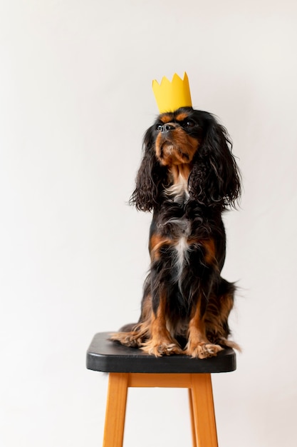 Photo gratuite beau portrait d'animal familier de chien d'épagneul de jouet anglais