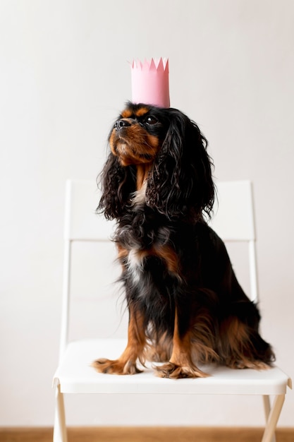 Beau portrait d'animal familier de chien d'épagneul de jouet anglais