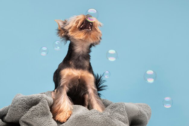 Beau portrait d'animal familier de petit chien avec des bulles