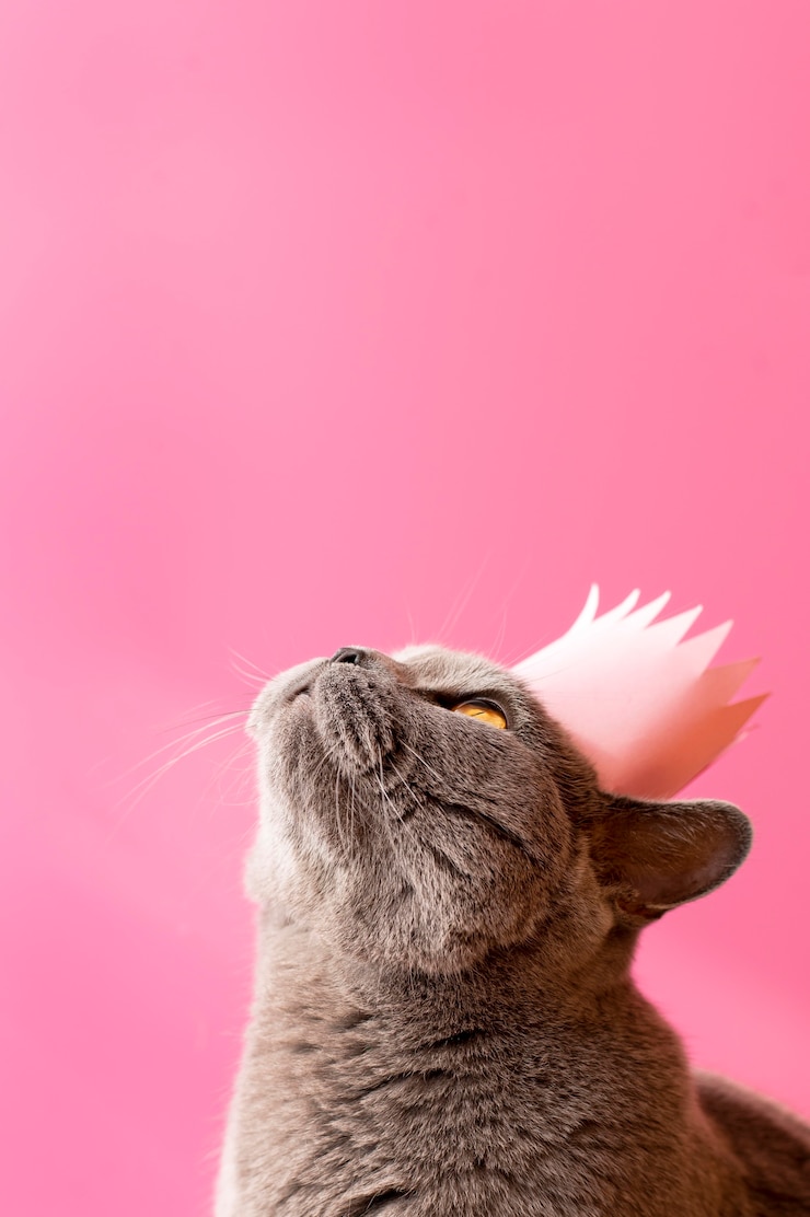 Photo gratuit beau portrait de chat en gros plan