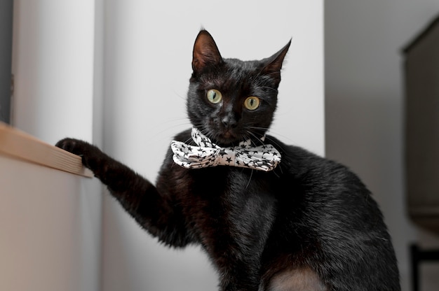Beau portrait de chat en gros plan