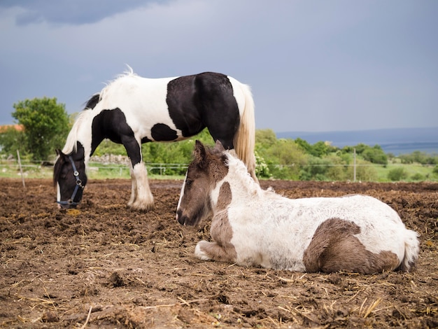 Beau poulain assis à côté du cheval