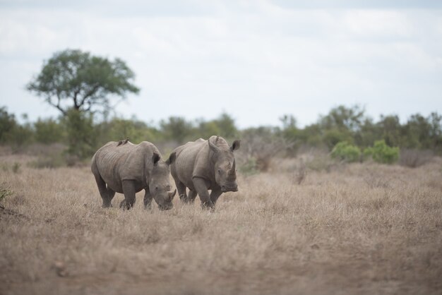 Beau rhinocéros marchant sur le champ de brousse