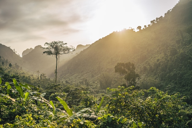 Beau soleil couchant sur un paysage de montagne forestière