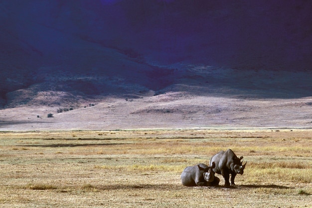 Photo gratuite beau tir de deux rhinocéros sur un champ herbeux sec avec des montagnes au loin