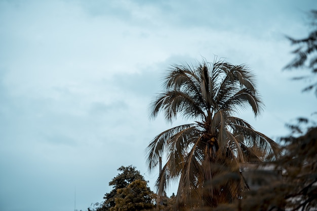 Beau tir d'un palmier avec un ciel nuageux en arrière-plan