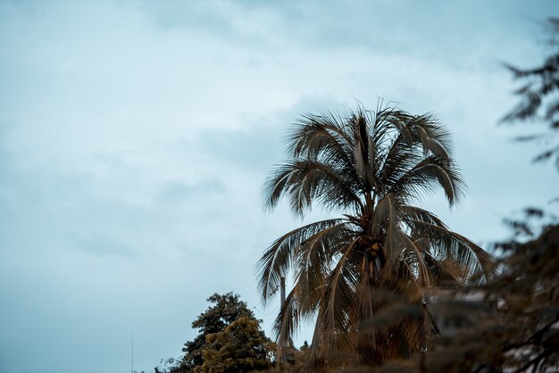 Beau tir d'un palmier avec un ciel nuageux en arrière-plan