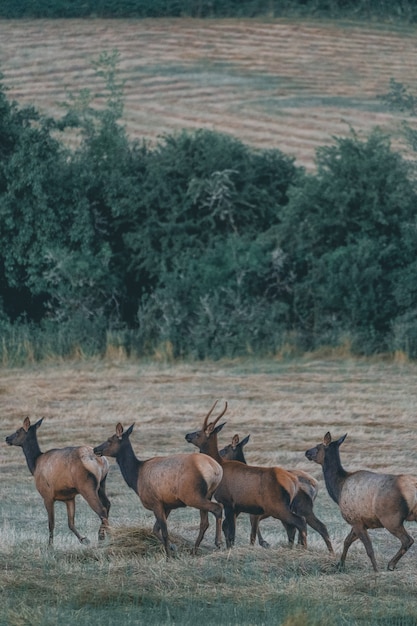 Photo gratuite beau troupeau d'antilopes marchant dans une friche industrielle