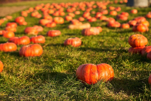 Photo gratuite beaucoup de citrouilles mûres assises dans l'herbe au matin d'automne devant de nombreuses noix d'orange