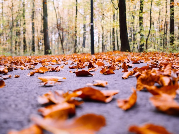 Beaucoup de feuilles d'érable d'automne sèches tombées sur le sol entouré de grands arbres sur un arrière-plan flou