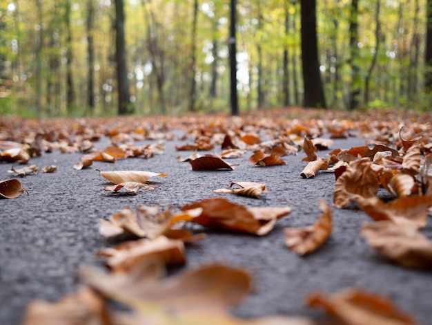 Beaucoup de feuilles d'érable d'automne sèches tombées sur le sol entouré de grands arbres