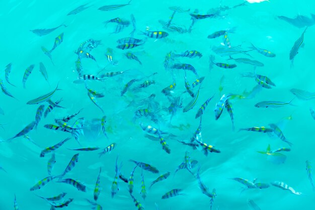 Beaucoup de poissons dans la mer