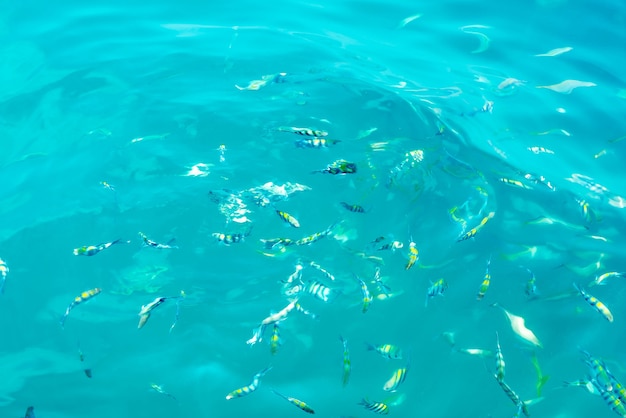 Beaucoup de poissons dans la mer