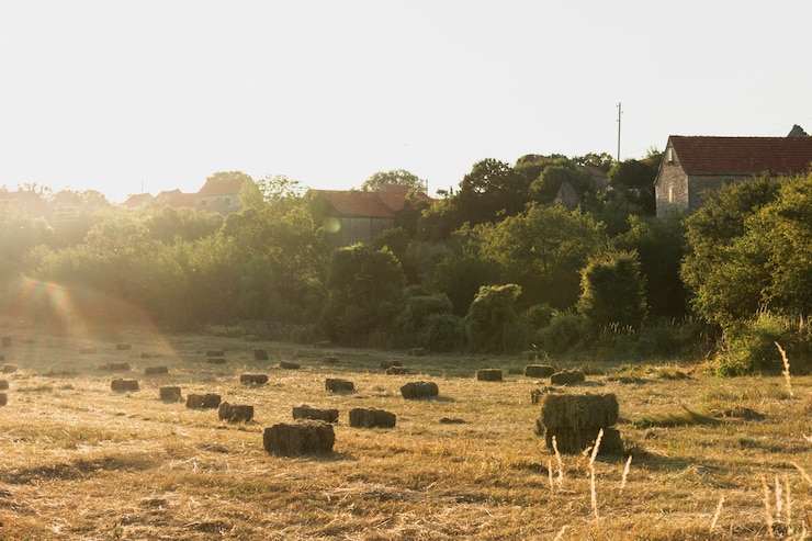 Photo gratuit beaucoup de tas de foin sur une terre à la campagne