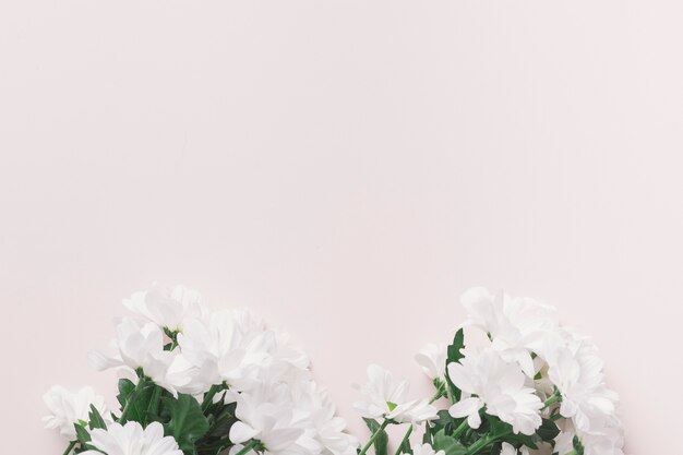 Beaux bouquets de marguerites blanches