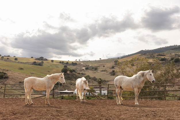 Photo gratuite beaux chevaux de licorne dans la nature