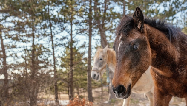 Beaux chevaux sauvages dans la forêt