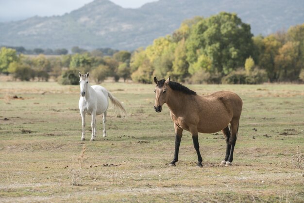 Beaux chevaux sur le terrain herbeux à la campagne