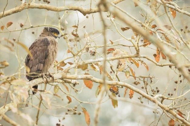 beaux et colorés oiseaux de kaziranga en inde assam