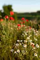 Photo gratuite beaux coquelicots dans un champ de campagne