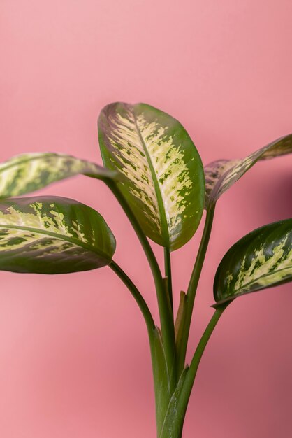 Beaux détails de plantes bicolores