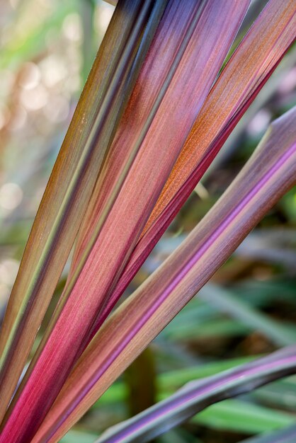 Beaux détails de plantes bicolores