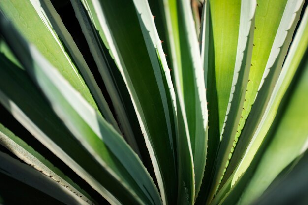 Beaux détails de plantes bicolores