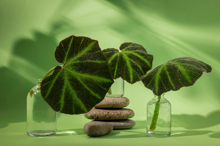Photo gratuit beaux détails de plantes bicolores