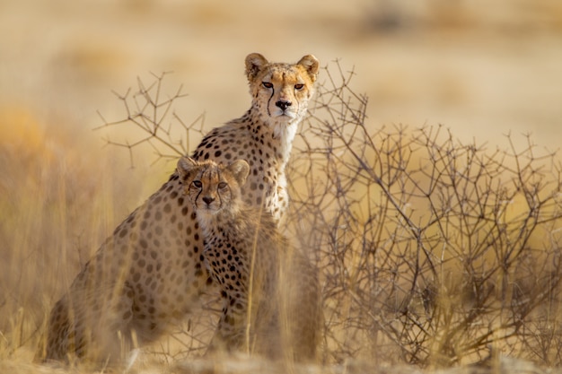 De beaux guépards parmi les plantes au milieu du désert