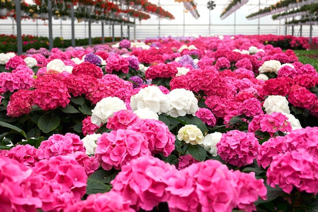 Beaux hortensias roses blancs et violets