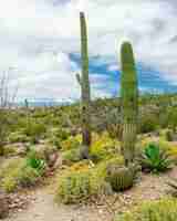 Photo gratuite beaux paysages de différents cactus et fleurs sauvages dans le désert de sonora à l'extérieur de tucson en arizona