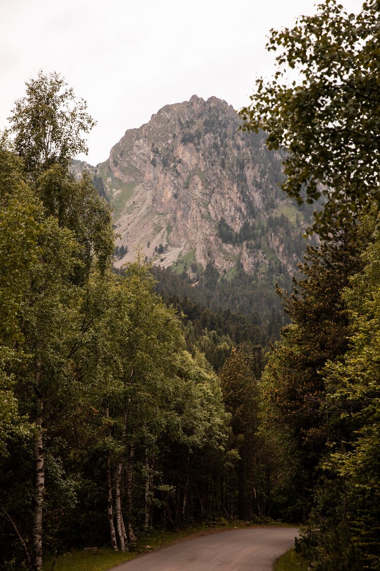 Photo gratuit beaux paysages forestiers de montagne