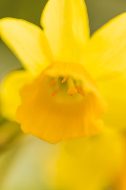 Beaux pétales de fleurs jaunes fraîches